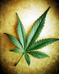 CANNABIS