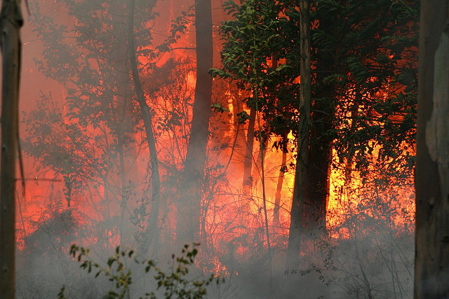 INCENDIO FORESTAL