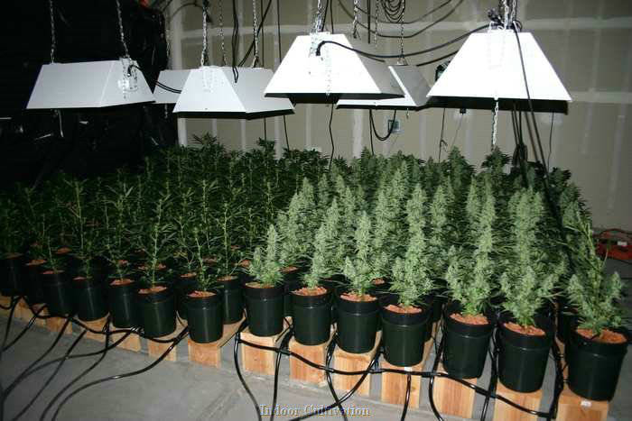 LUZ PINCHADA PARA CULTIVAR MARIHUANA