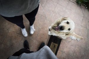Custodia-mascota