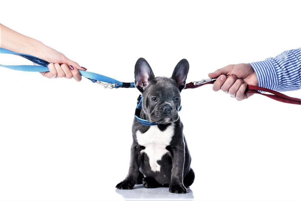 DIVORCIO Y MASCOTAS