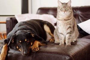 Abogados-Divorcio-Mascotas